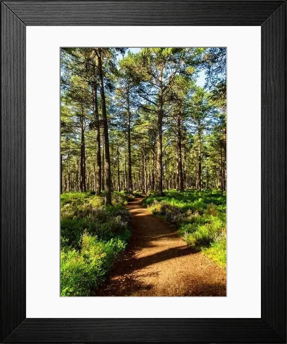 Framed Print : A sunny path in the Abernethy Forest at Nethy Bridge in the Cairngorms National Park Framed Print : A sunny path in the Abernethy Forest at Nethy Bridge in the Cairngorms National Park