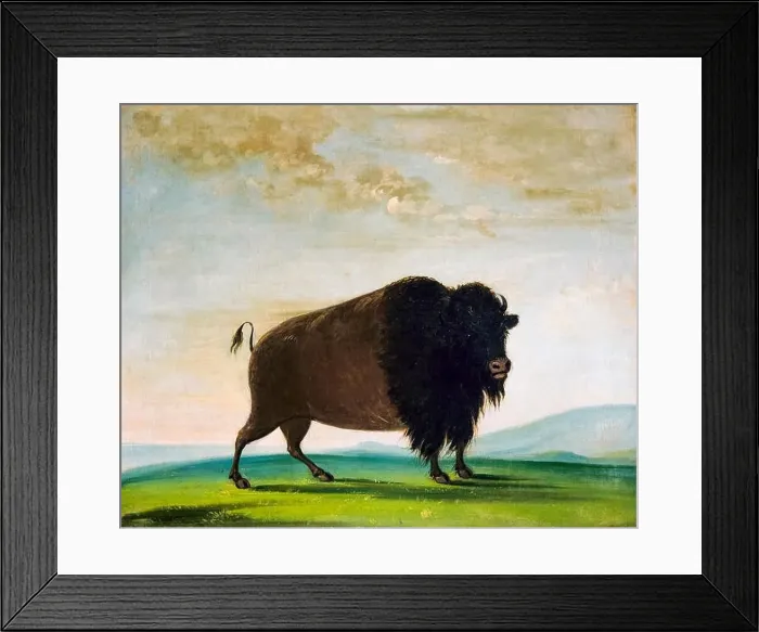 Framed Print : George Catlin, Buffalo Cow Grazing on the Prairie, painting, 1832-1833 Framed Print : George Catlin, Buffalo Cow Grazing on the Prairie, painting, 1832-1833