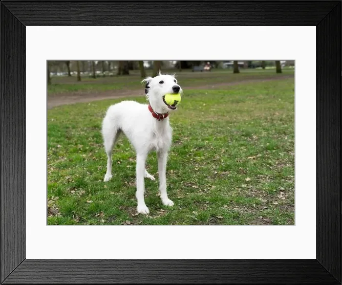 Framed Print : white hair lurcher catches a ball in her mouth in London Greenwich park Framed Print : white hair lurcher catches a ball in her mouth in London Greenwich park
