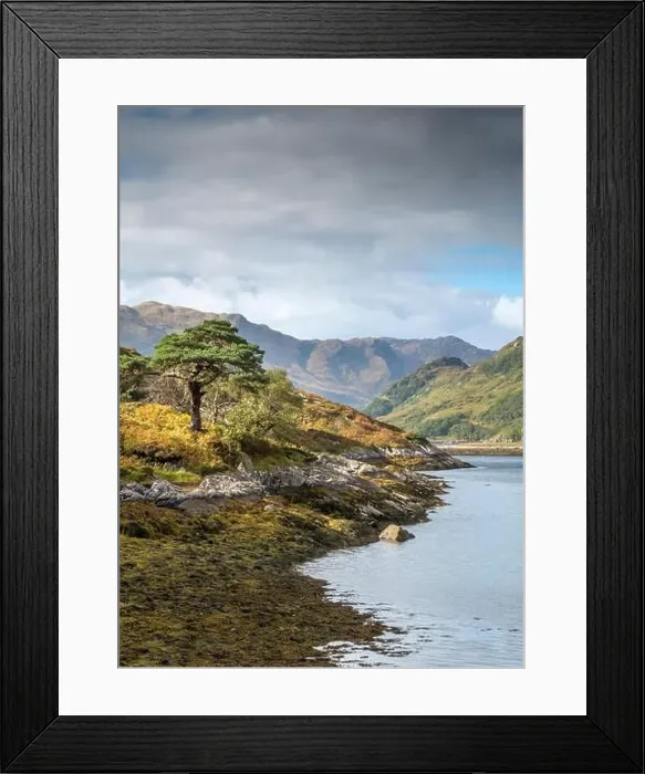 Framed Print : A Scots Pine (Pinus sylvestris L.) on the shore of Loch Hourn, Knoydart, Scotland Framed Print : A Scots Pine (Pinus sylvestris L.) on the shore of Loch Hourn, Knoydart, Scotland