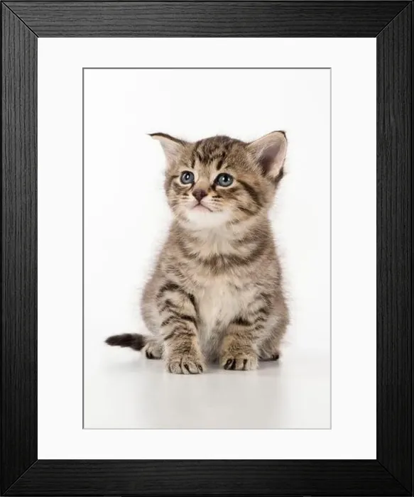 Framed Print : Cat Tabby kitten Framed Print : Cat Tabby kitten