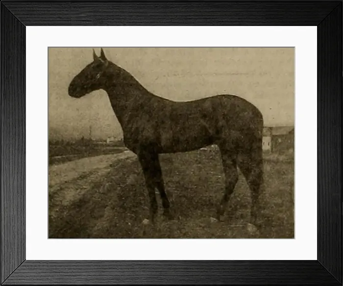 Framed Print : Breeder and sportsman. Horses. THE BREEDER AND SPORTSMAN [Saturday Framed Print : Breeder and sportsman. Horses. THE BREEDER AND SPORTSMAN [Saturday