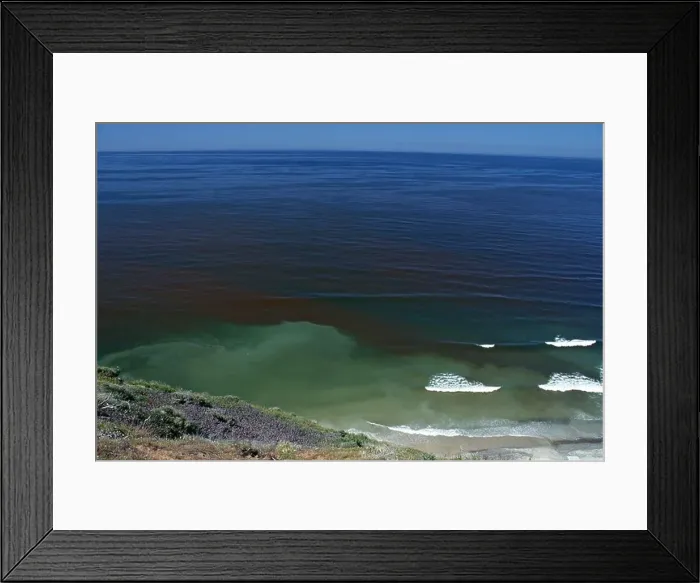 Framed Print : A sudden growth or bloom of the dinoflagellate Gonyaulax causes red tide Humans have died from eating infected clams Framed Print : A sudden growth or bloom of the dinoflagellate Gonyaulax causes red tide Humans have died from eating infected clams