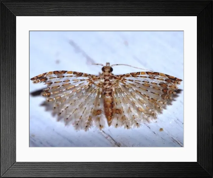 Framed Print : Alucitidae or many-plumed moth - indeterminate species isolated on a white background from the jungle of Belize Framed Print : Alucitidae or many-plumed moth - indeterminate species isolated on a white background from the jungle of Belize