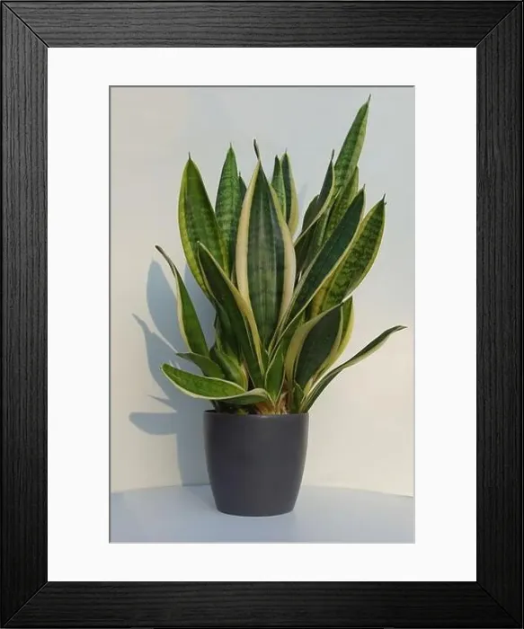 Framed Print : Sansevieria trifasciata, family Asparagaceae in a pot with a white background Framed Print : Sansevieria trifasciata, family Asparagaceae in a pot with a white background