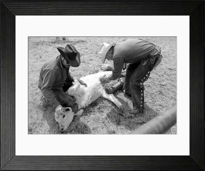 Framed Print : A male calf is castrated during spring branding at Sandy Camp, Clarendon, TX (scan from b&w negative) Circa 1998 Framed Print : A male calf is castrated during spring branding at Sandy Camp, Clarendon, TX (scan from b&w negative) Circa 1998