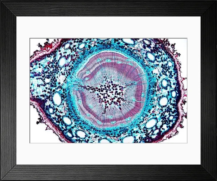 Framed Print : pine (Pinus spec.), cross section of a few years old stem of a pine, microtome section Framed Print : pine (Pinus spec.), cross section of a few years old stem of a pine, microtome section