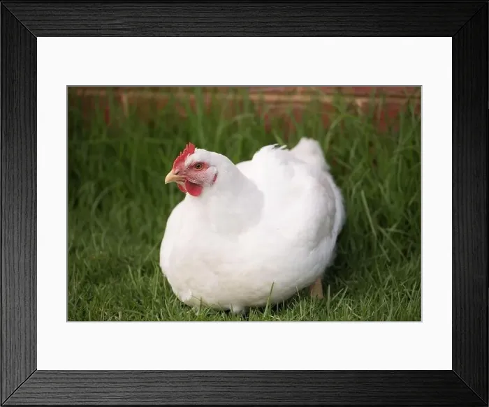 Framed Print : portrait of white broiler chicken (Gallus gallus domesticus) full body looking at the camera Framed Print : portrait of white broiler chicken (Gallus gallus domesticus) full body looking at the camera