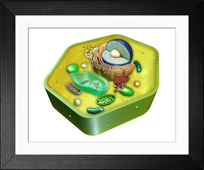 Framed Print : Internal structure of a plant cell. Digital illustration. Clipping path included Framed Print : Internal structure of a plant cell. Digital illustration. Clipping path included