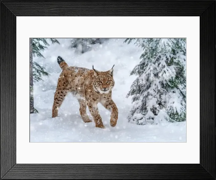Framed Print : Closeup Adult Lynx in cold time. Bobcat snow in wild winter nature. Action wildlife scene with dangerous animal Framed Print : Closeup Adult Lynx in cold time. Bobcat snow in wild winter nature. Action wildlife scene with dangerous animal