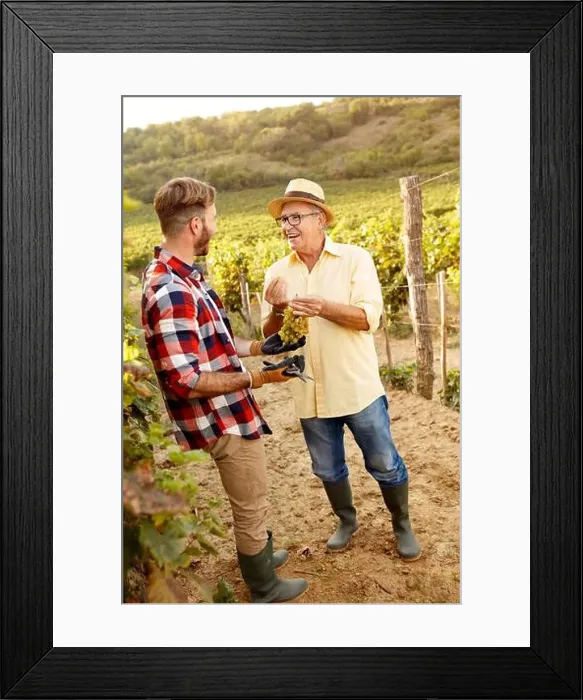 Framed Print : grape harvest- satisfied father and son working at family vineyard Framed Print : grape harvest- satisfied father and son working at family vineyard