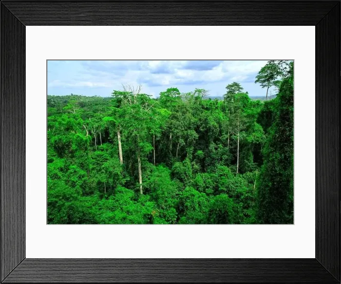 Framed Print : Green forest in Kakum National Park, Ghana Framed Print : Green forest in Kakum National Park, Ghana