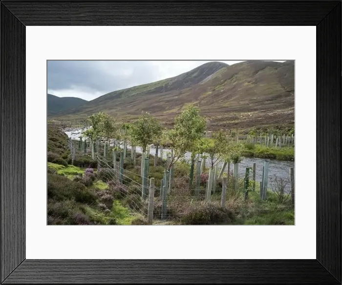 Framed Print : Tree planting to shade river part of river clunie retoration project near Braemar Scotland Framed Print : Tree planting to shade river part of river clunie retoration project near Braemar Scotland