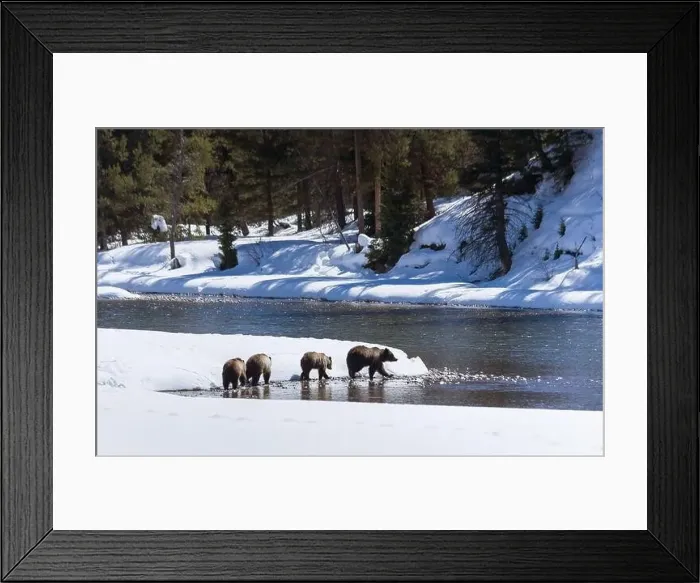 Framed Print : Grizzly Bear 399 and her three cubs of 2008 walking through the snow along the Snake River Framed Print : Grizzly Bear 399 and her three cubs of 2008 walking through the snow along the Snake River