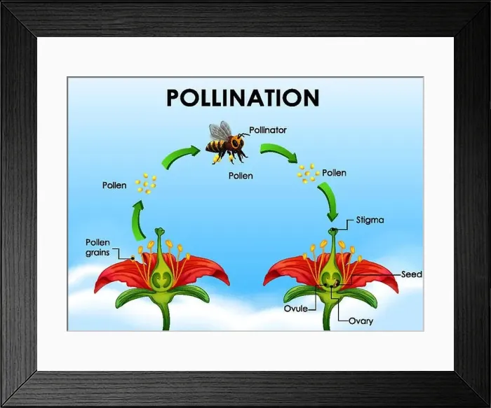 Framed Print : Diagram showing pollination cycle Framed Print : Diagram showing pollination cycle