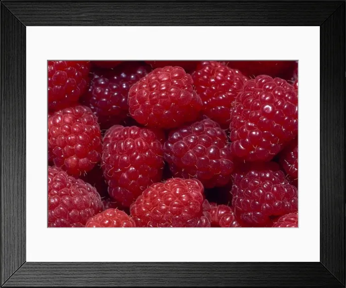 Framed Print : Raspberries. Still-life Framed Print : Raspberries. Still-life