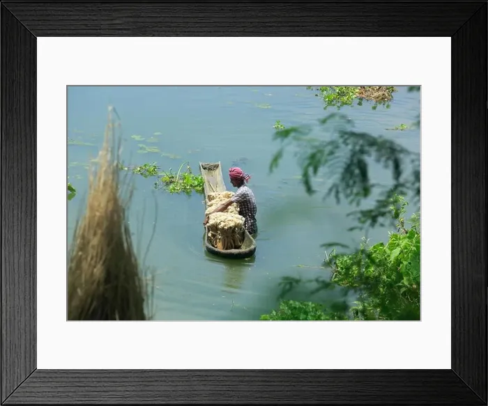 Framed Print : A palm tree boat also called donga carries jute fibres on the marsh in Gopalganj, Bangladesh Framed Print : A palm tree boat also called donga carries jute fibres on the marsh in Gopalganj, Bangladesh
