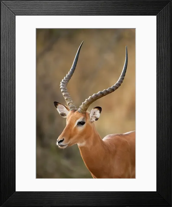 Framed Print : Male Impala (Aepyceros melampus), Akagera National Park, Rwanda Framed Print : Male Impala (Aepyceros melampus), Akagera National Park, Rwanda
