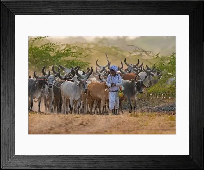 Framed Print : Old Cowherd hearding cows on a mud road, Gujarat, India Framed Print : Old Cowherd hearding cows on a mud road, Gujarat, India