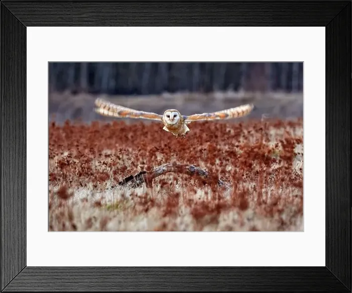Framed Print : Owl fly with open wings. Barn Owl Framed Print : Owl fly with open wings. Barn Owl