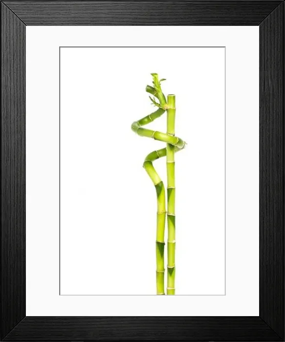 Framed Print : lucky bamboo - Two bamboo sticks closely entwined Framed Print : lucky bamboo - Two bamboo sticks closely entwined