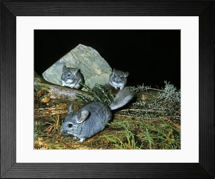 Framed Print : Chinchillas, chinchilla laniger Framed Print : Chinchillas, chinchilla laniger