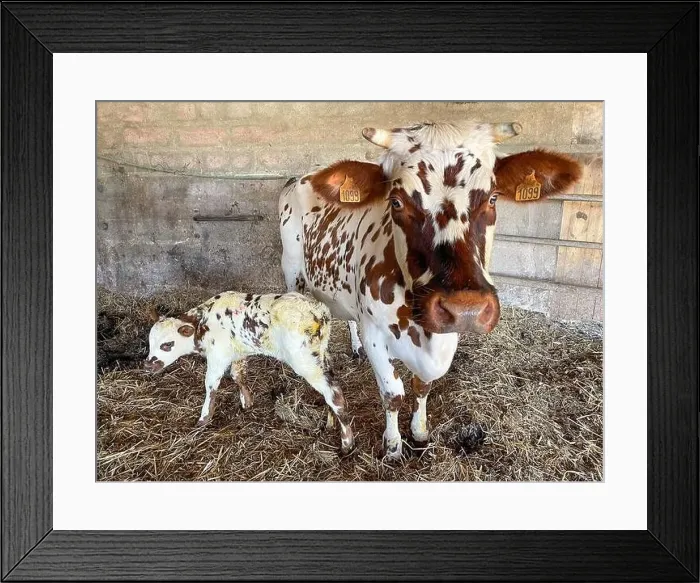 Framed Print : NORMANDY COW WITH HER NEWBORN CALF IN THE FARMER'S STABLE, SAINT-LO, MANCHE, NORMANDY, FRANCE Framed Print : NORMANDY COW WITH HER NEWBORN CALF IN THE FARMER'S STABLE, SAINT-LO, MANCHE, NORMANDY, FRANCE