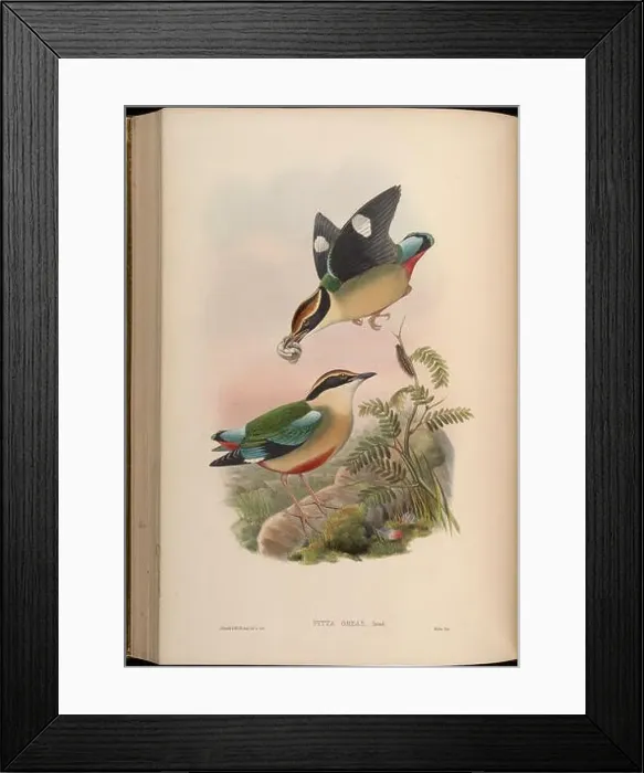 Framed Print : Pitta oreas = []. between 1850 and 1883