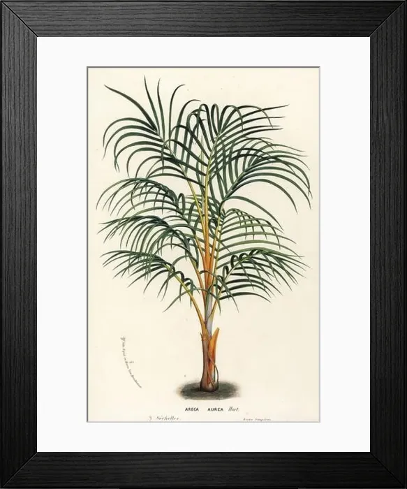 Framed Print : Princess palm, Dictyosperma album var Framed Print : Princess palm, Dictyosperma album var