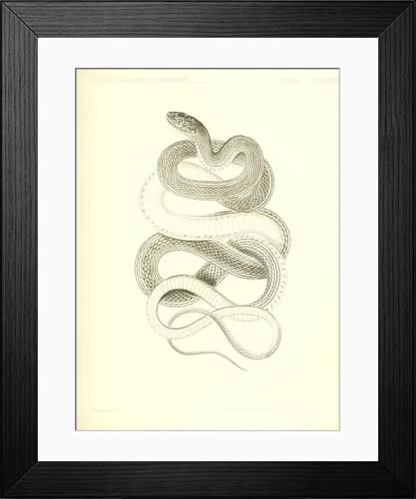 Framed Print : The natural history of Washington territory (Reptiles-Plate XXIII)