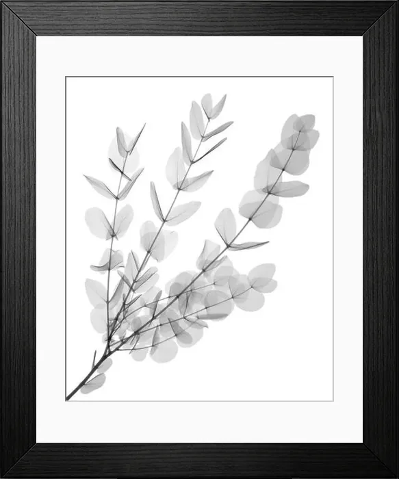 Framed Print : Gum tree (Eucalyptus cinerea), X-ray Framed Print : Gum tree (Eucalyptus cinerea), X-ray