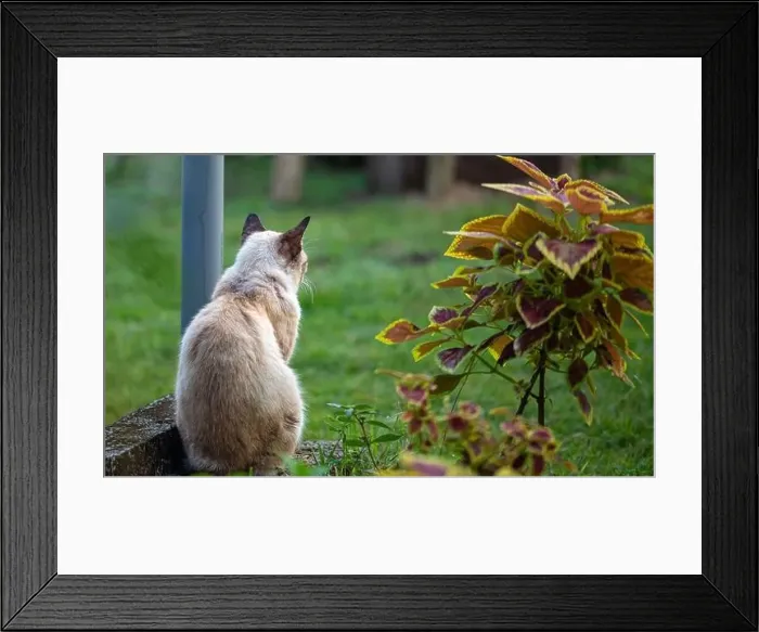 Framed Print : A portrait of a cat from the rear Framed Print : A portrait of a cat from the rear