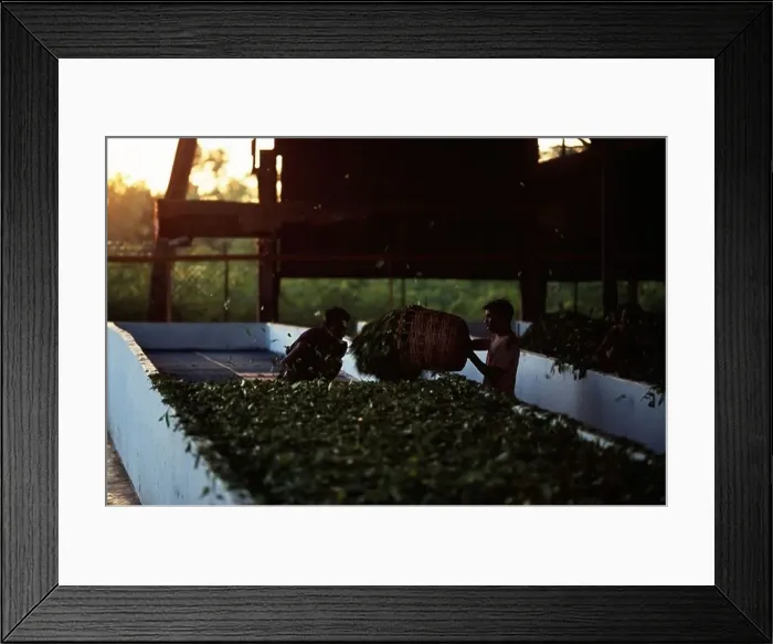 Framed Print : Tea drying at Mancotta Tea Estate near Dibrugarh, Assam, India, Asia Framed Print : Tea drying at Mancotta Tea Estate near Dibrugarh, Assam, India, Asia