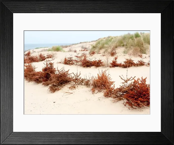 Framed Print : recycled christmas trees at formby beach to prevent erosion of sand dunes Framed Print : recycled christmas trees at formby beach to prevent erosion of sand dunes