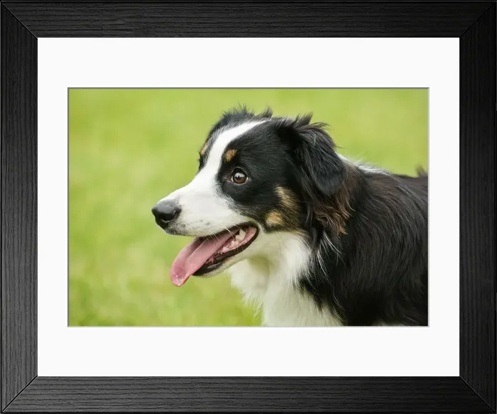 Framed Print : Black Tricolor Australian Shepherd (Aussie) Dog Framed Print : Black Tricolor Australian Shepherd (Aussie) Dog