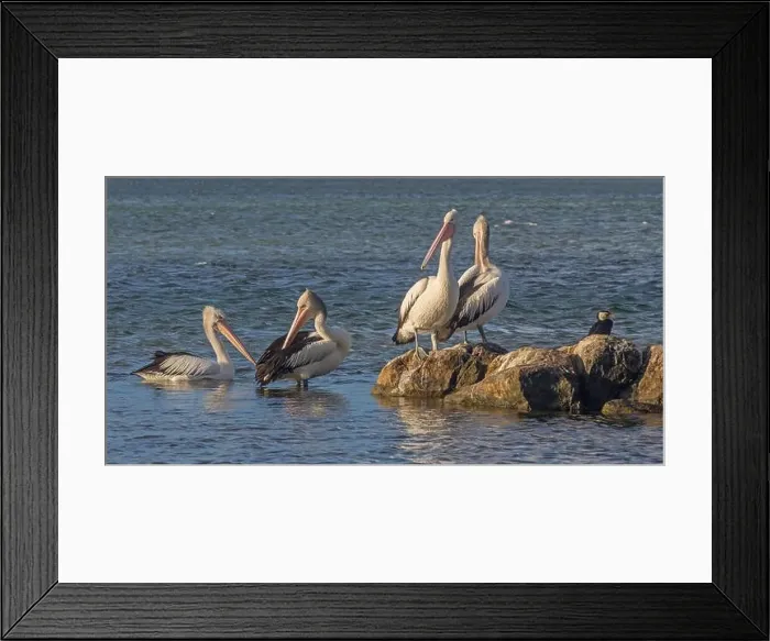 Framed Print : Australian Pelicans (Pelecanus conspicillatus), in the lagoon of the Blackwood River, Augusta, Western Australia Framed Print : Australian Pelicans (Pelecanus conspicillatus), in the lagoon of the Blackwood River, Augusta, Western Australia