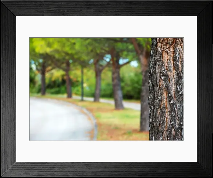 Framed Print : Park tree and defocused blur background, abstract summer and nature backdrop Framed Print : Park tree and defocused blur background, abstract summer and nature backdrop