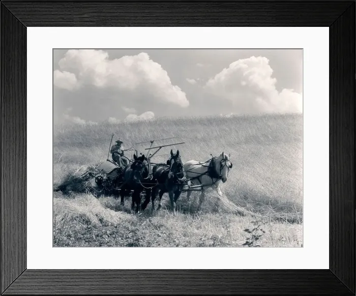 Framed Print : 1920s 1930s HORSE-DRAWN WHEAT HARVESTING Framed Print : 1920s 1930s HORSE-DRAWN WHEAT HARVESTING