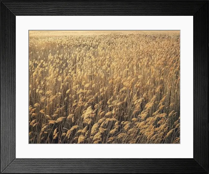 Framed Print : Dry reed texture in the sunset light. Parched wild bulrush plants, golden natural background Framed Print : Dry reed texture in the sunset light. Parched wild bulrush plants, golden natural background
