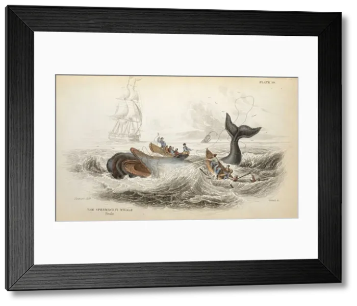 Framed Print : Physeter catodon, sperm whale Framed Print : Physeter catodon, sperm whale
