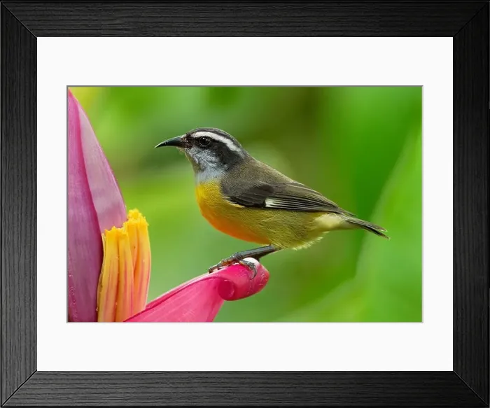 Framed Print : Bananaquit - Coereba flaveola passerine bird Framed Print : Bananaquit - Coereba flaveola passerine bird