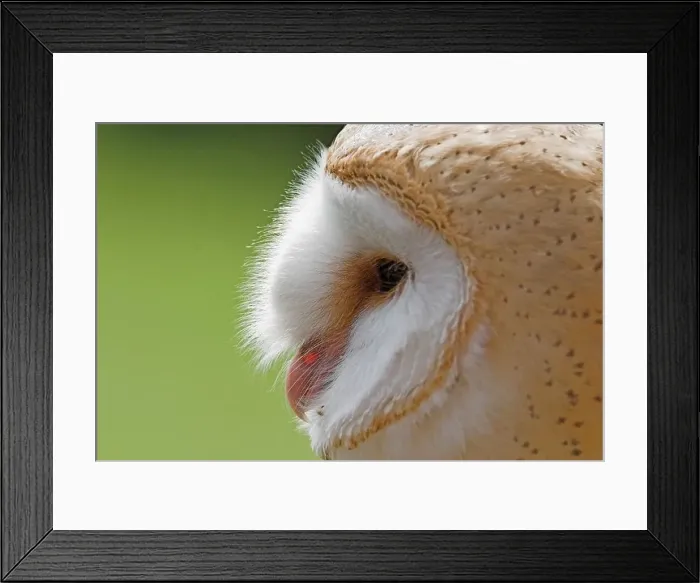 Framed Print : side view of a barn owl Framed Print : side view of a barn owl