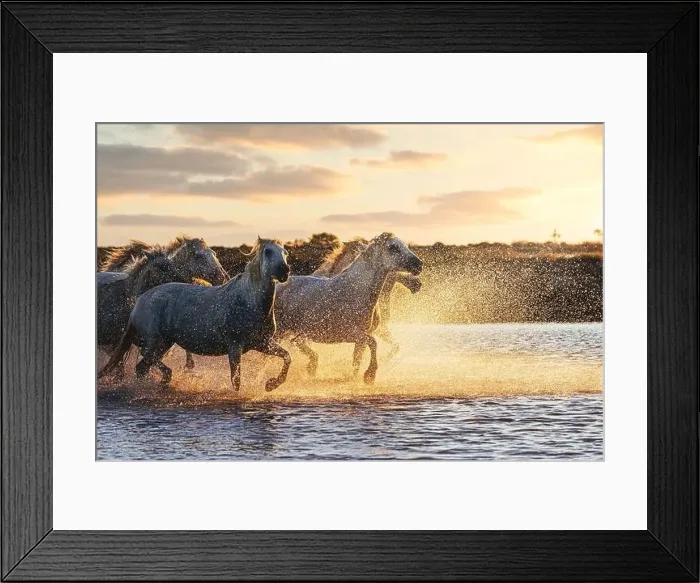 Framed Print : Wild White Horses of Camargue running on water at sunset. France