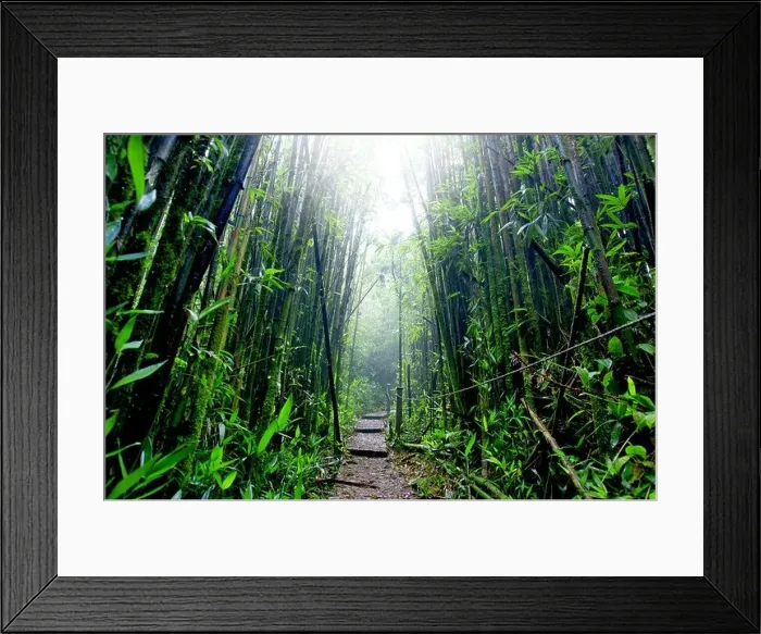 Framed Print : Bamboo Forest on Green Mountain, Ascension Island Framed Print : Bamboo Forest on Green Mountain, Ascension Island