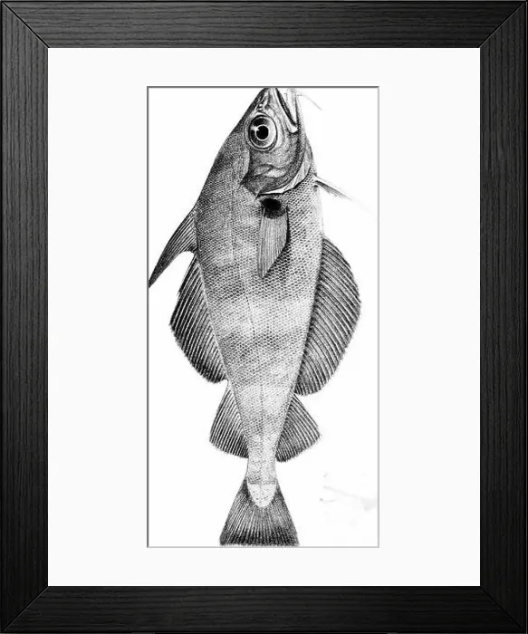 Framed Print : The fishes of Great Britain and Ireland Framed Print : The fishes of Great Britain and Ireland