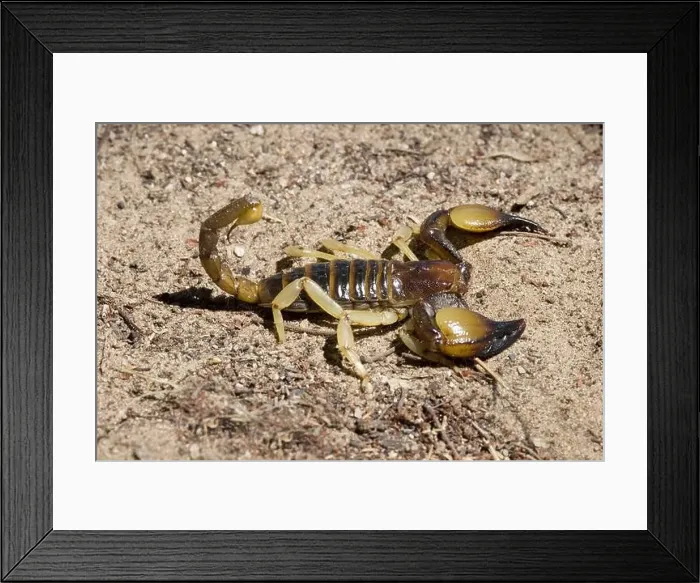 Framed Print : Glattkopf Grabskorpion | Gattg. Opisthophhalmus in Abwehrstellung Etosha NP Namibia Framed Print : Glattkopf Grabskorpion | Gattg. Opisthophhalmus in Abwehrstellung Etosha NP Namibia