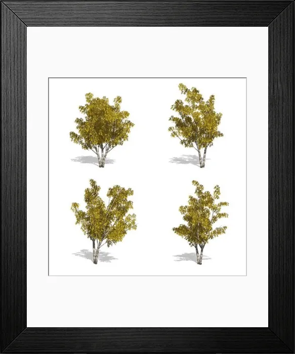 Framed Print : birch fall trees, isolated on white background Framed Print : birch fall trees, isolated on white background