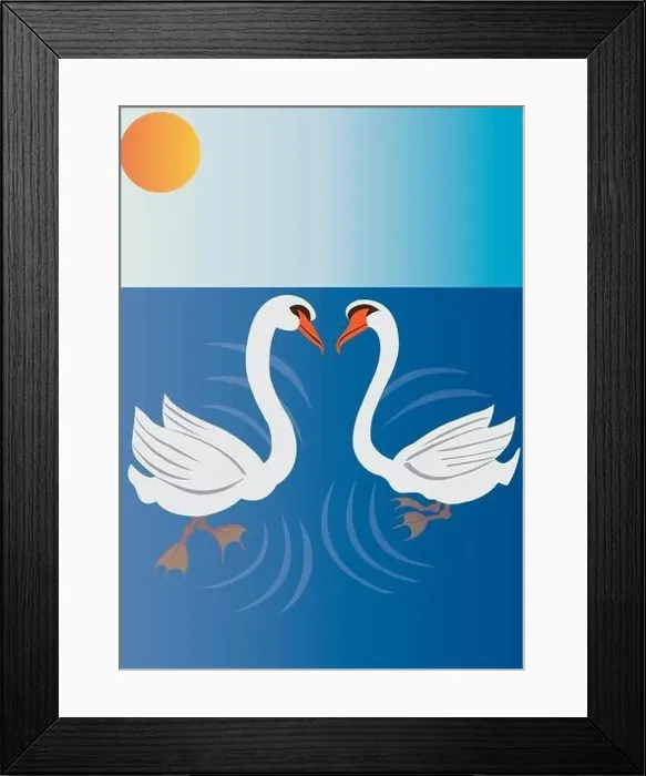 Framed Print : swans swimming on a shallow pond Framed Print : swans swimming on a shallow pond