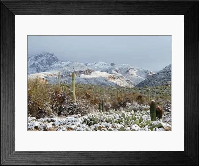 Framed Print : Winter snow in the sonoran desert Framed Print : Winter snow in the sonoran desert