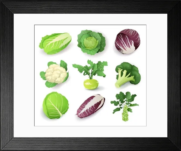 Framed Print : Set with different kinds of cabbage Framed Print : Set with different kinds of cabbage
